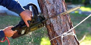 How Our Tree Care Process Works  in  Hartselle, AL